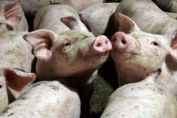 Pig welfare second only to Sweden; more can be done