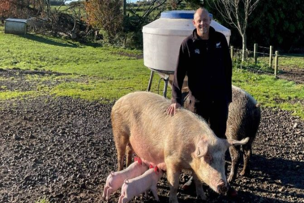 Taranaki free-range pig farmer leaving industry as pressure from cheap imported pork mounts