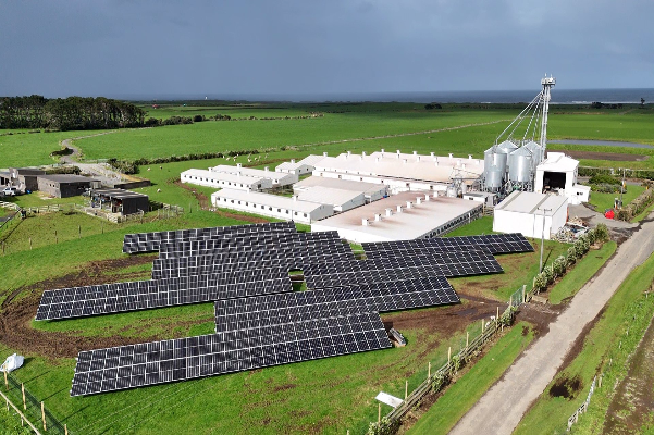 Taranaki piggery goes solar to reduce power bill and carbon footprint