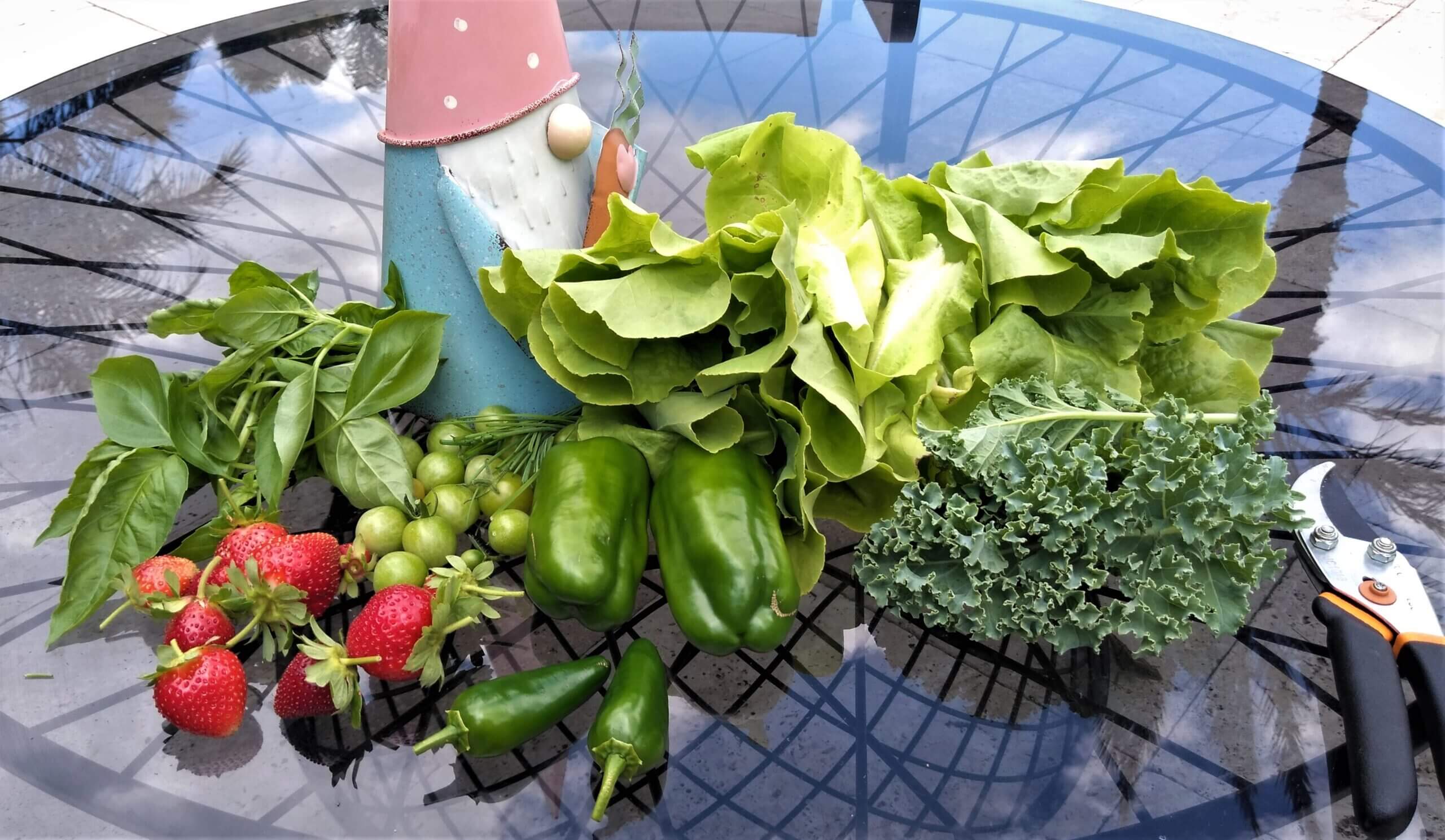 Seasonal Vegetables Orlando, FL Sungold Gardens