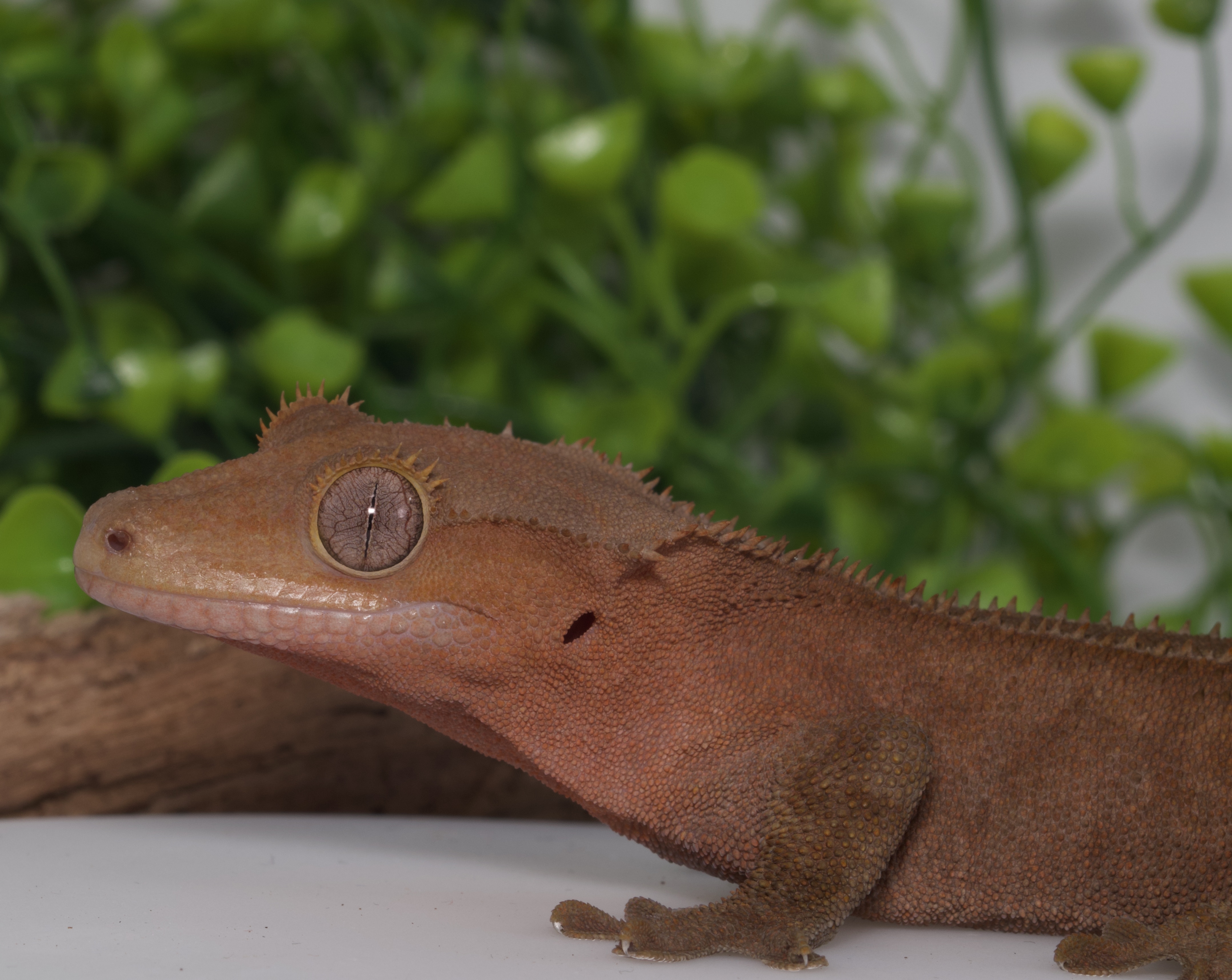 Close-up of a brown crested gecko with textured skin and prominent eye, against a background of green leaves and a brown branch.