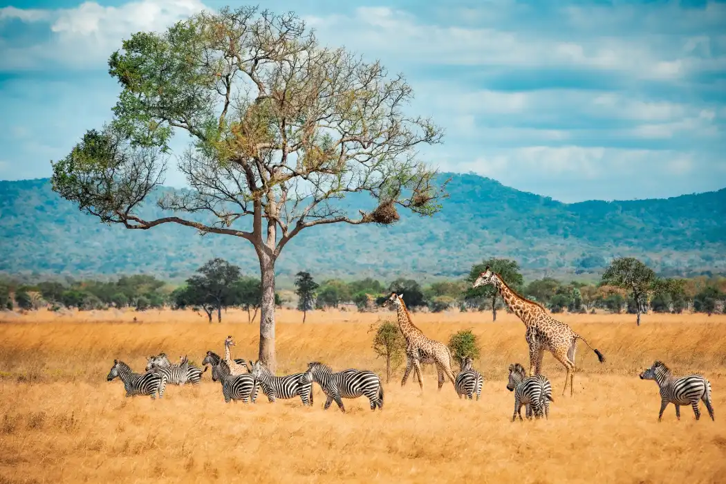 Team Building Central Africa