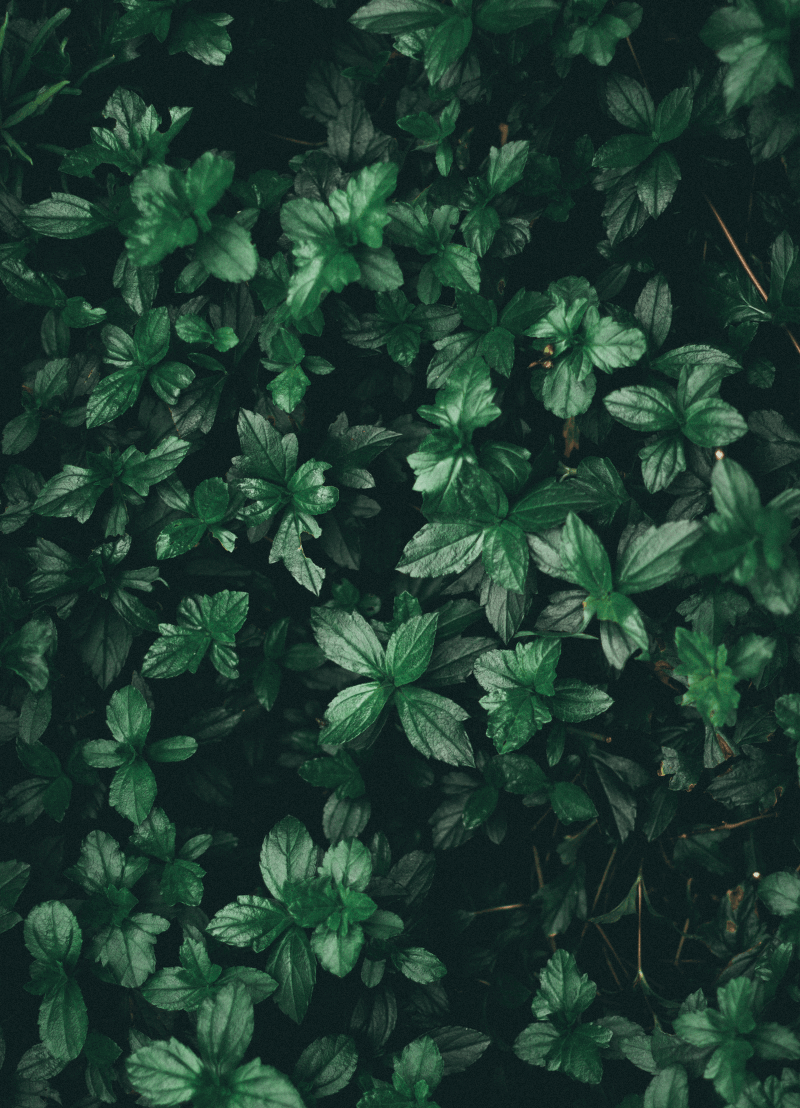 In de lente worden we verwend met die prachtige groene kleur van net bovengekomen plantjes. Dat gebeurt elk jaar opnieuw en daar stellen we ons intussen geen vragen meer bij. Maar dat is buiten moleculair bioloog dr. Sébastjen Schoenaers (UAntwerpen) gerekend. Hij zoomt zo hard in op groeiende planten dat hij niet alleen groen, maar een heus lichtspektaktel te zien krijgt. En wat daar achter zit, komt hij ons graag vertellen.