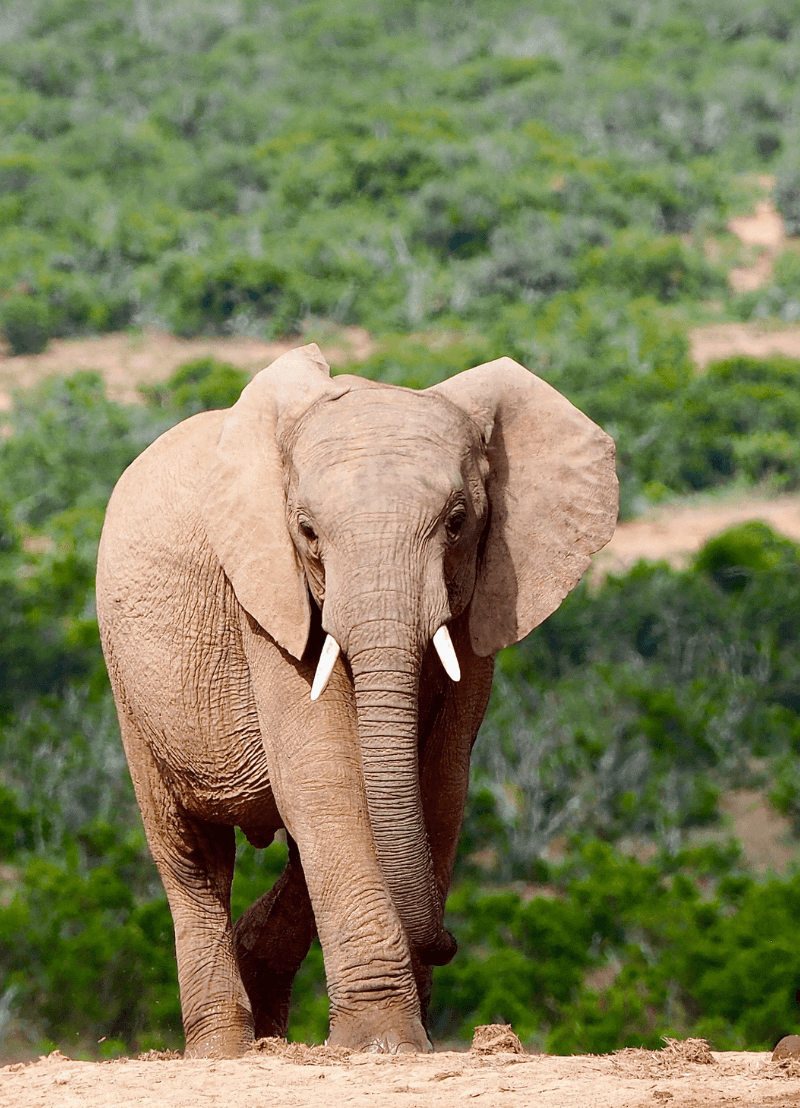 De afgelopen dertig jaar werden enorm veel olifanten gedood omwille van hun slagtanden. De stropers zijn maar niet weg te krijgen, want de vraag naar ivoor in Azië blijft groot. Maar, in het Afrikaanse Mozambique moeten de stropers vanaf nu een (slag)tandje bijsteken. Er worden sinds enkele jaren veel minder mannetjesolifanten geboren en heel wat vrouwelijke olifanten hebben geen slagtanden meer. Heeft de olifant heeft zich razendsnel aangepast aan de stroperij? Of is er iets anders aan de hand? Evolutiebioloog prof. dr. Ellen Decaestecker van de KU Leuven komt je vertellen waarom er steeds minder olifanten met slagtanden geboren worden.