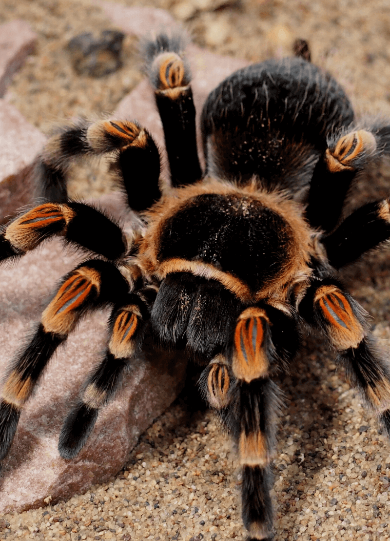 Acht smalle poten, zwarte haren, duizend ogen en een dik achterlijf. Misschien krijg je al rillingen als je er nog maar spinnen denkt. En dat terwijl het beestje zoveel kleiner is dan ons. Waarom zijn we zo bang van spinnen en zo weinig van de echte "killers" als roken of alcohol? Psycholoog prof. dr. Bram Vervliet (KU Leuven) legt ons uit waar angst voor spinnen en andere gevaarlijke dieren vandaan komt én of remedies zijn.