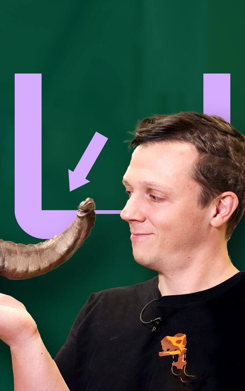 Sommige dino's waren gigantisch - 25 keer zo groot als olifanten. De gemiddelde mens wordt ook elk jaar groter. Is het dan een kwestie van tijd (een paar honderd miljoen jaar of zo) voor mensen zo groot zijn als dino's? Dr. Koen Stein is paleontoloog aan de VUB. In het Museum voor Natuurwetenschappen liet hij ons zien waarom dino's zo groot konden worden en het ons wat méér moeite dan tijd en wat extra boterhammen zal kosten.