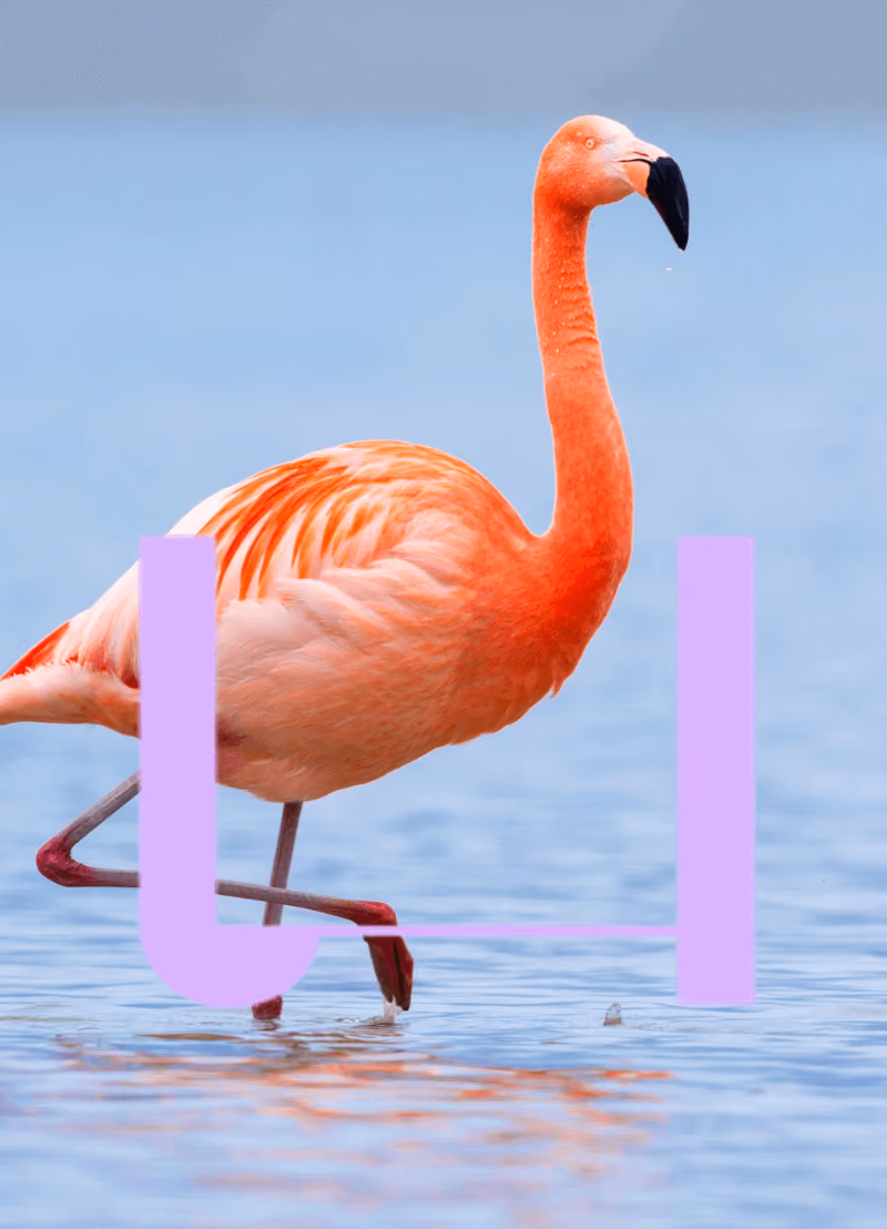 In Spanje zeggen ze tegen een Vlaming, “un flamenco”. En tegen een flamingo, die roze vogel… ook “un flamenco”. En nu gaat er misschien nog ergens een belletje rinkelen: “Flamencomuziek”. Heeft dat dan allemaal met elkaar te maken? Vlamingen, flamingo’s en flamenco? We halen er hispaniste Lieve Vangehuchten van de UAntwerpen bij.