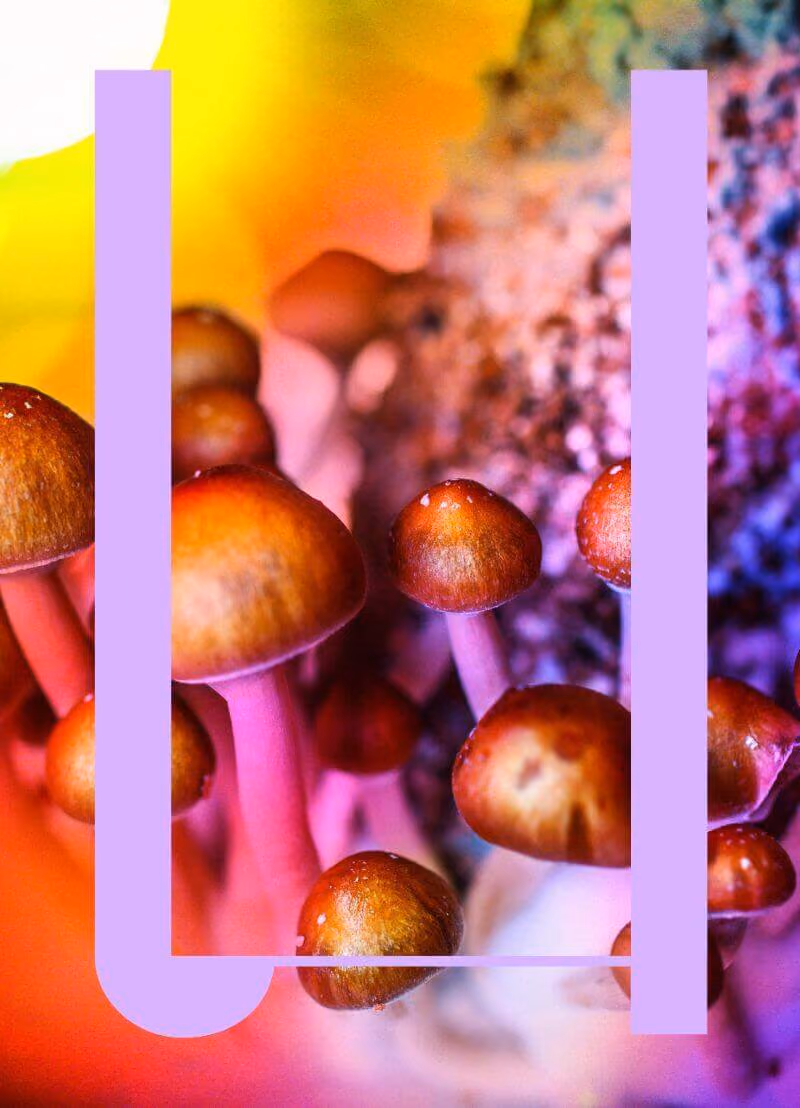 LSD, MDMA, XTC. Je komt het tegen in ondergrondse raves in steden zoals Berlijn en Milaan. Maar ze zouden straks ook wel eens het daglicht kunnen gaan zien. Er wordt nu wetenschappelijk onderzoek gedaan naar drugs om die te kunnen inzetten als medicijn. Je huisdokter zal nog niet meteen LSD voorschrijven, zo’n vaart zal het niet lopen. Maar Sven Speybrouck en Koen Fillet hebben er toch maar even farmacoloog Dimitri De Bundel (VUB) bijgehaald om dit voor ons op te klaren.