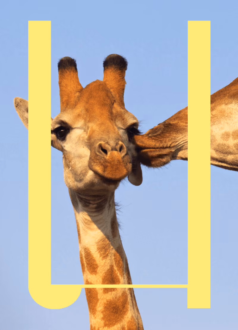 Soms zien biologen in de natuur vreemd paringsgedrag: mannetjeswormen doorboren vrouwtjeswormen met stekels, mannetjeseenden verkrachten vrouwtjes met knokige schroefdraadpenissen. En bij de spinnen zijn ‘t de vrouwtjes die niet altijd zo lief zijn: zij eten de mannetjes op na de paring. Om dat gedrag te kunnen verklaren is het belangrijk dat de genitaliën van alle dieren goed beschreven en bestudeerd zijn. En da’s nu net de core business van prof. dr. Dominick Verschelde, bioloog aan de UGent!