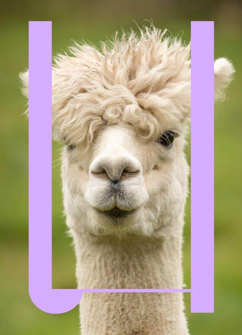 De bloed-hersenbarrière. Dat is blijkbaar een soort cruciale grens in ons hoofd. Tussen het bloed en de hersenen. Maar waar is die er? En hoe krijg je dan medicijnen over die barrière als je een ziekte in de hersenen moet genezen? Dat zijn de vragen die Sven Speybrouck en Koen Fillet stellen aan moleculair biologe Roosmarijn Vandenbroucke (UGent). Zij zal het onder andere hebben over drugs, alpaca's en kaktransplantaties.