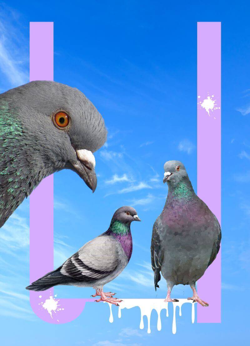 Duiven worden soms 1000'en kilometers van huis losgelaten, en toch vinden ze de weg terug. Hoe doen ze dat? Wel, ze hebben gewoon een uitzonderlijk oriëntatievermogen en combineren verschillende technieken om hun vluchtrichting te bepalen. Prof. dr. Frederick Verbruggen, experimenteel psycholoog aan de Universiteit Gent, zat bij ons aan tafel om te vertellen over deze vliegende gps'en.