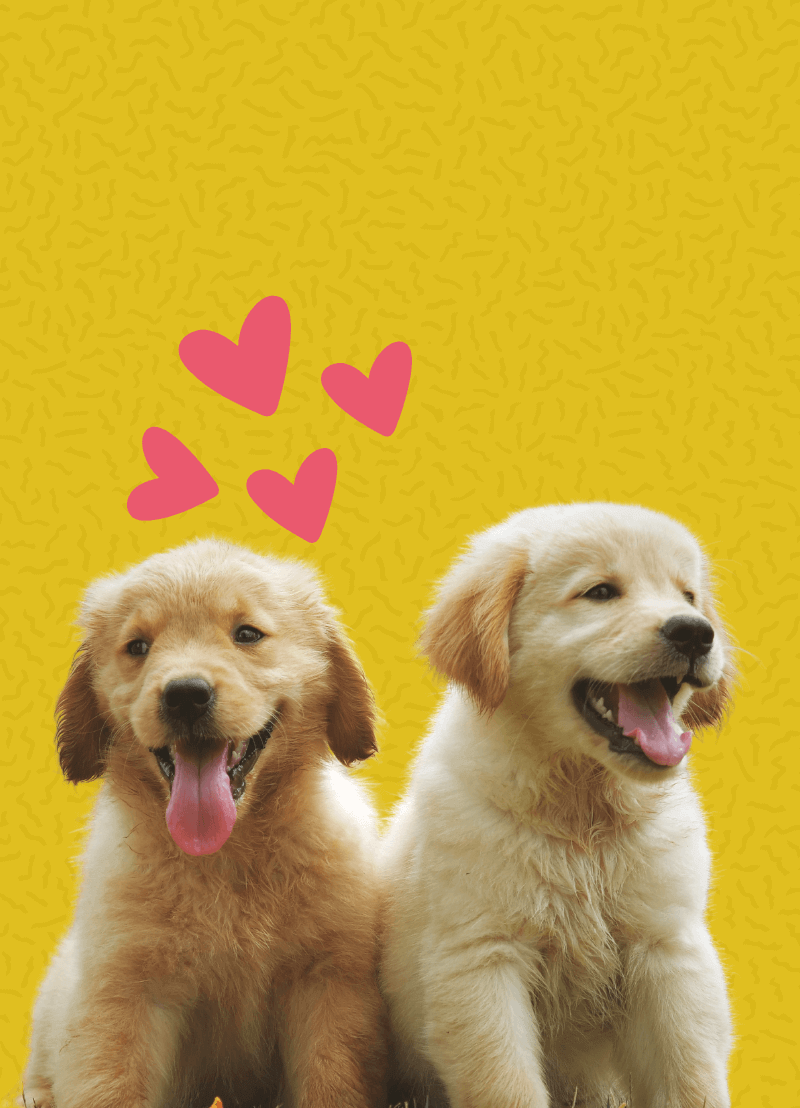 Knuffelen heeft grote voordelen die zelfs wetenschappelijk verklaard kunnen worden. Zo zou knuffelen wel eens kunnen helpen tegen de stress? Neurowetenschapper prof. dr. Kaat Alaerts van de KU Leuven haalt voor ons de wetenschap erbij. 