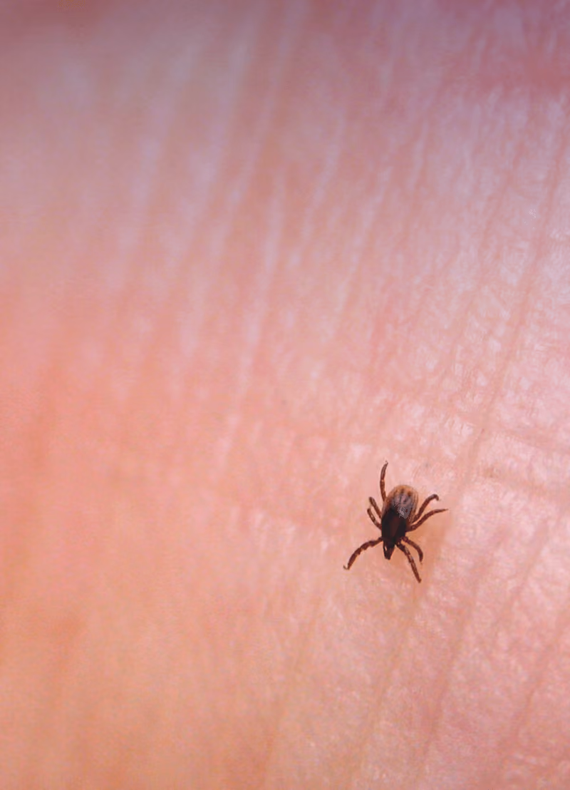 Zodra het wat beter weer is, moet je goed oppassen voor teken. Waarom zijn de teken zo'n fan van het goeie weer en waar komen ze dan precies vandaan? Waarom zijn ze uit op ons bloed en waarom is het zo belangrijk om na een boswandeling op tekenjacht te gaan? Biologe Käthe Robert (UAntwerpen) is als teken-onderzoeker de geknipte persoon om een antwoord te geven op al je vragen!