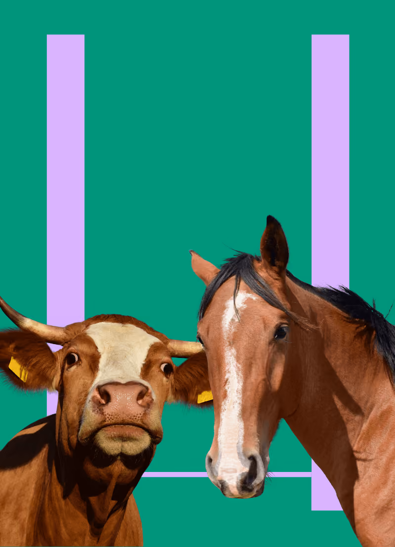 Een paard en een ezel kan je kruisen. Je krijgt dan een muildier of een muilezel. Een paard en een koe? Dat geeft een 'jumart' (op z'n Frans) volgens de paardenboeken uit de 18e eeuw. Alleen, er heeft nog nooit iemand een jumart in het echt gezien. Kan het nu, of niet? Dierenarts Peter Bols (UAntwerpen) geeft in deze podcast een antwoord aan Koen Fillet.