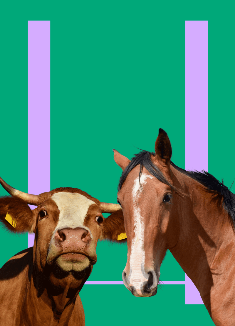 Een paard en een ezel kan je kruisen. Je krijgt dan een muildier of een muilezel. Een paard en een koe? Dat geeft een 'jumart' (op z'n Frans) volgens de paardenboeken uit de 18e eeuw. Alleen, er heeft nog nooit iemand een jumart in het echt gezien. Kan het nu, of niet? Dierenarts Peter Bols (UAntwerpen) geeft in deze podcast een antwoord aan Koen Fillet.