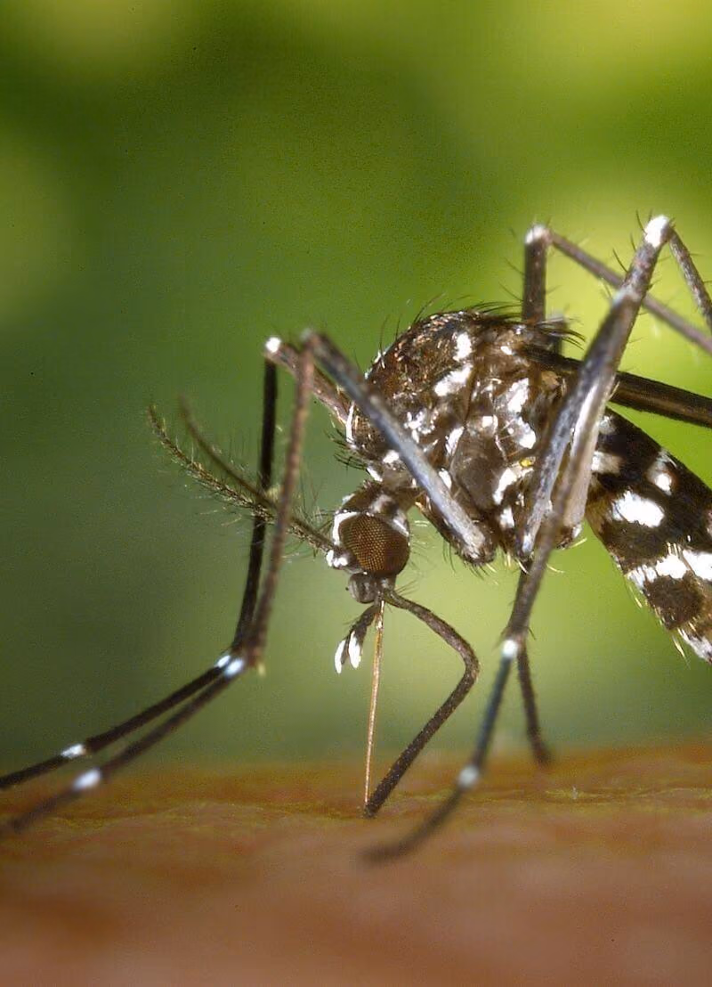 In 2020 overleed een koppel uit Kampenhout aan malaria. Hoogstwaarschijnlijk was een exotische mug via de luchthaven van Zaventem vanuit Afrika ons land binnengekomen. De mug die de besmetting toen veroorzaakte, is zo goed als zeker dood, zonder zich te kunnen voortplanten. Maar wat nu als de mug wel de kans had gehad hier eitjes te leggen? Zou ze op die manier misschien een nieuwe pandemie kunnen veroorzaken? Wim Van Bortel van het Instituut voor Tropische Geneeskunde en verbonden aan de Universiteit van Antwerpen vertelt ons hoe hard we moeten opletten voor muggen.