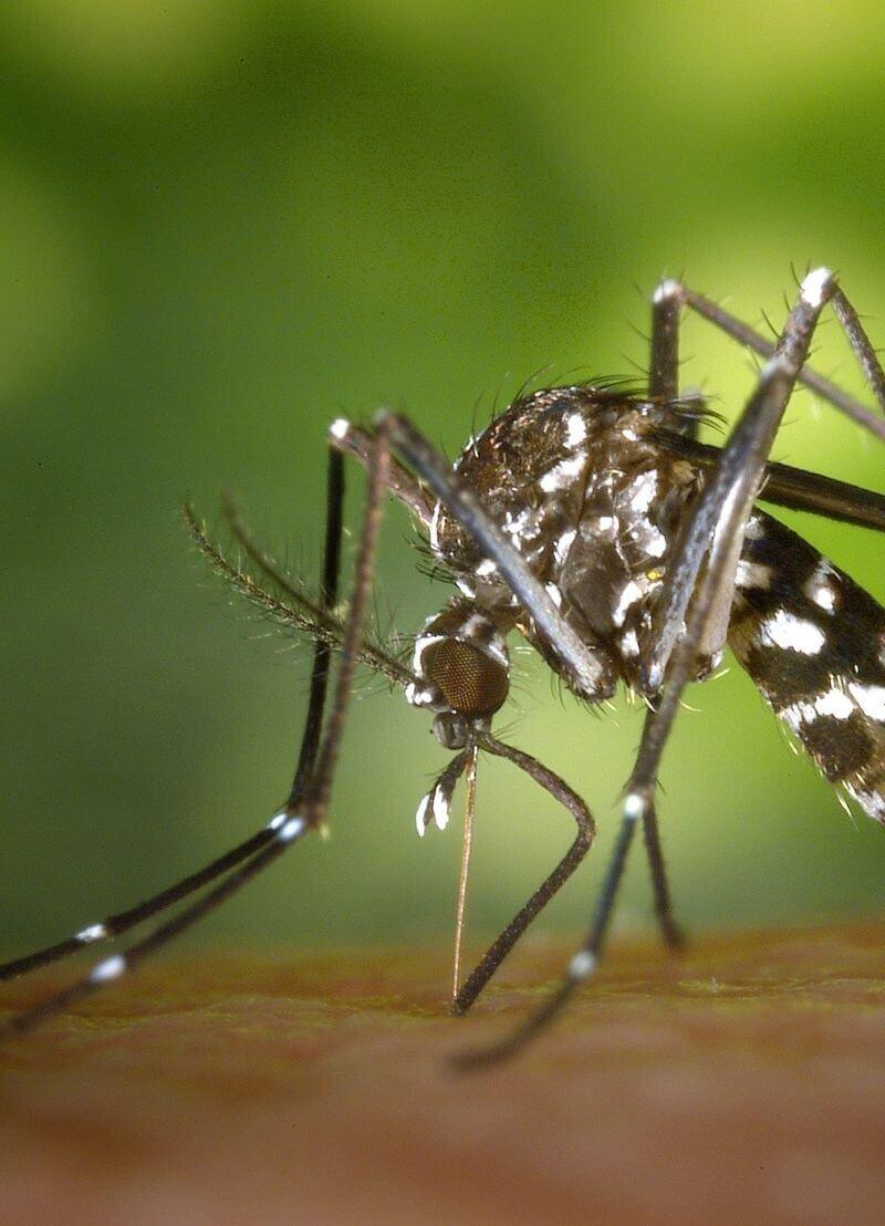 In 2020 overleed een koppel uit Kampenhout aan malaria. Hoogstwaarschijnlijk was een exotische mug via de luchthaven van Zaventem vanuit Afrika ons land binnengekomen. De mug die de besmetting toen veroorzaakte, is zo goed als zeker dood, zonder zich te kunnen voortplanten. Maar wat nu als de mug wel de kans had gehad hier eitjes te leggen? Zou ze op die manier misschien een nieuwe pandemie kunnen veroorzaken? Wim Van Bortel van het Instituut voor Tropische Geneeskunde en verbonden aan de Universiteit van Antwerpen vertelt ons hoe hard we moeten opletten voor muggen.