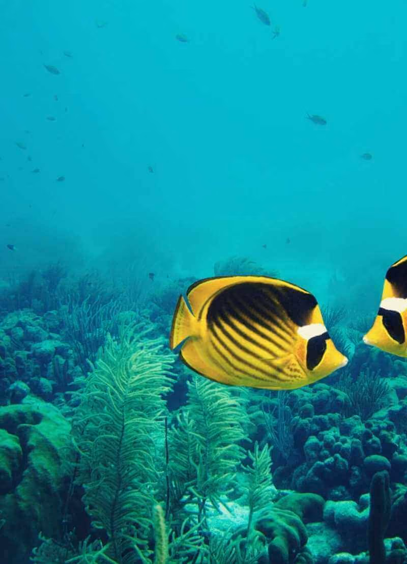 Honderd jaar geleden zaten de zeeën en oceanen nog vol vis en zwommen er zelfs soorten rond van enkele meters groot! Nu is het minder goed met het visbestand gesteld. Marien bioloog Filip Volckaert (KU Leuven) legt je uit hoe dat komt en wat wetenschappers daaraan doen. 
