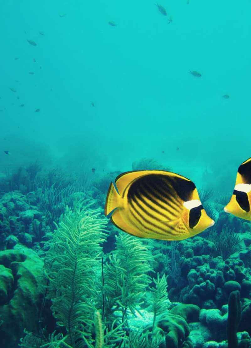 Honderd jaar geleden zaten de zeeën en oceanen nog vol vis en zwommen er zelfs soorten rond van enkele meters groot! Nu is het minder goed met het visbestand gesteld. Marien bioloog Filip Volckaert (KU Leuven) legt je uit hoe dat komt en wat wetenschappers daaraan doen. 