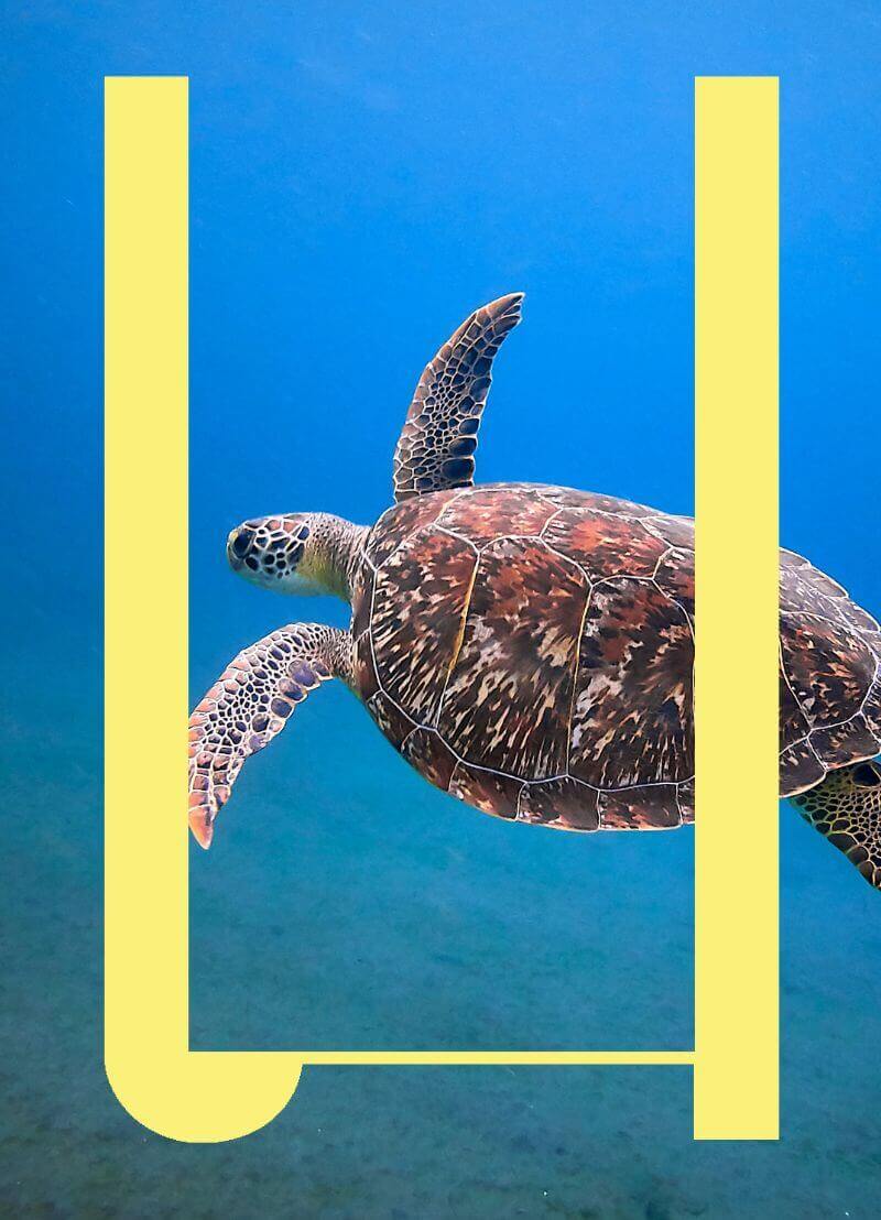 Er is één dier dat zijn prooi nooit mist. Niet "bijna nooit", maar echt letterlijk nooit! Zodra de langnekslangenhalsschildpad beslist dat hij die ene voorbijzwemmende vis, kikker of kreeft wil oppeuzelen, komt die vis, kikker of kreeft zijn mond ingezwemmen. En dat is niet omdat deze schildpad sneller, sterker of alerter is dan alle andere dieren, het is gewoon een kwestie van fysica en biomechanica. Biomechanicus Peter Aerts, van de Universiteit van Antwerpen, legt uit hoe dat komt.