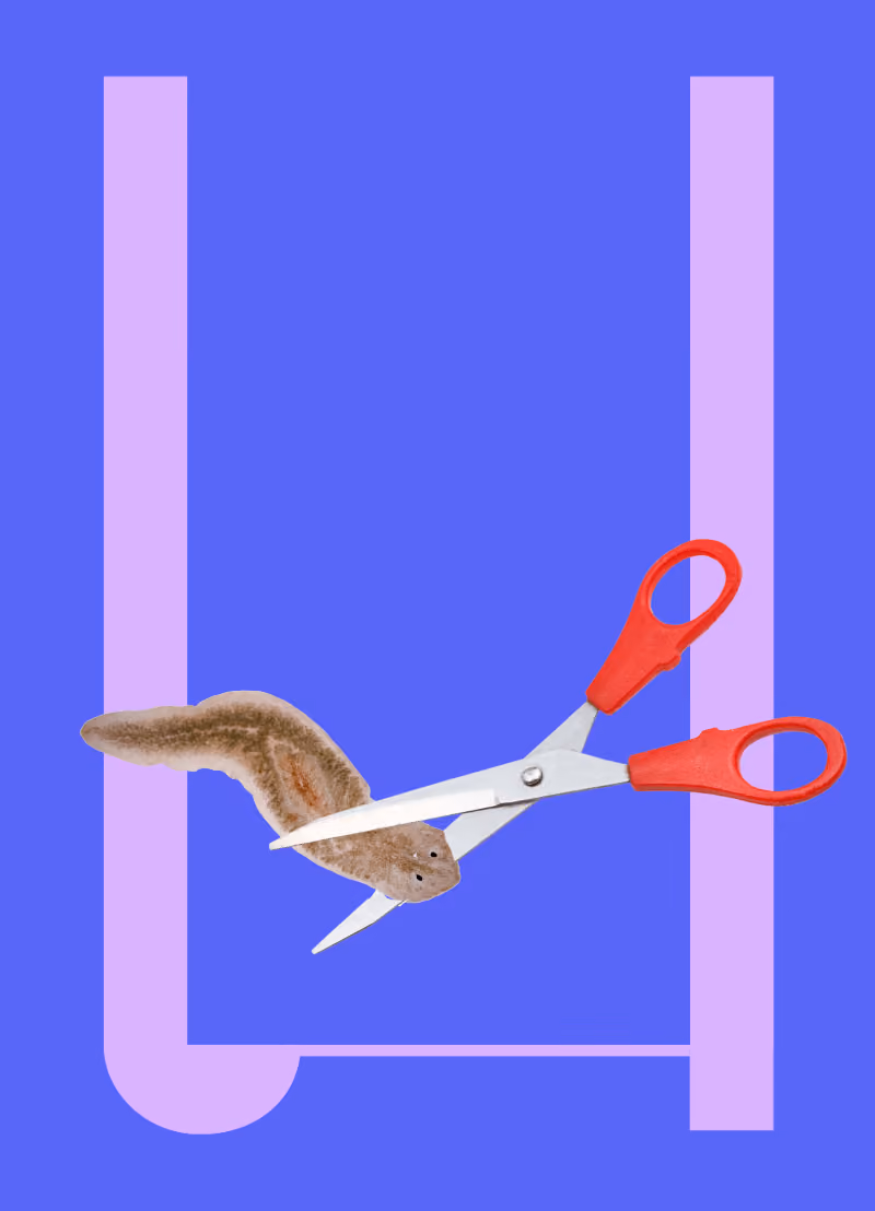 Een platworm is een piepklein, simpel, blubberig diertje dat leeft onder water. En voor de wetenschap is het dier van onschatbare waarde. Want ze kunnen iets wat totaal science fiction lijkt: verloren lichaamsdelen opnieuw aangroeien. Zelfs een hoofd! Wetenschappers bestuderen nu dat diertje om hopelijk iets te ontdekken wat de mens ook kan helpen bij het herstel van een hersenletsel, of een zenuwaandoening, of de ziekte van Crohn, ... Martijn Heleven en Charlotte Segnana zijn daar twee van en zitten aan onze podcasttafel met Koen Fillet op de Dag van de Wetenschap! 