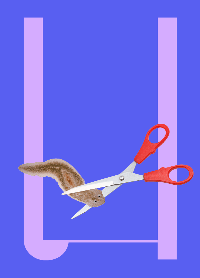 Een platworm is een piepklein, simpel, blubberig diertje dat leeft onder water. En voor de wetenschap is het dier van onschatbare waarde. Want ze kunnen iets wat totaal science fiction lijkt: verloren lichaamsdelen opnieuw aangroeien. Zelfs een hoofd! Wetenschappers bestuderen nu dat diertje om hopelijk iets te ontdekken wat de mens ook kan helpen bij het herstel van een hersenletsel, of een zenuwaandoening, of de ziekte van Crohn, ... Martijn Heleven en Charlotte Segnana zijn daar twee van en zitten aan onze podcasttafel met Koen Fillet op de Dag van de Wetenschap! 