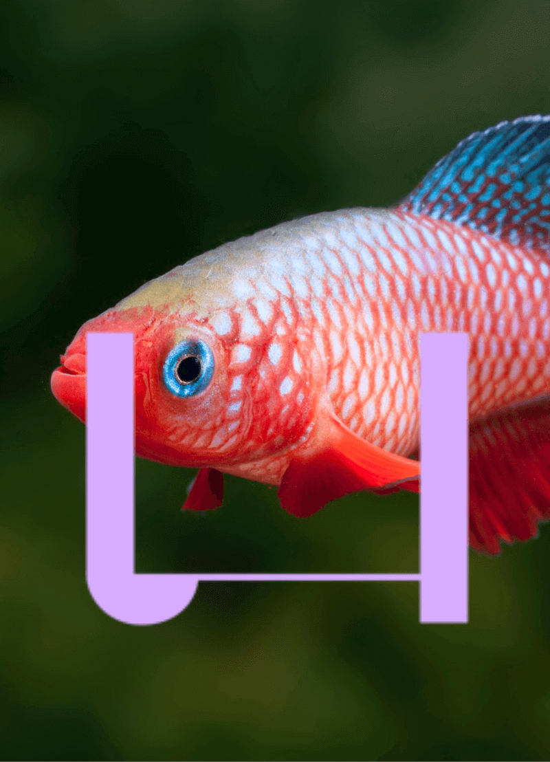 Op je gemak oud worden, zonder pijn of ziektes. Als daar een drankje voor bestond, zou je toch niet twijfelen? Het klinkt allemaal heel sciencefiction, maar er bestaat wel degelijk onderzoek naar! Misschien niet naar zo’n toverdrankje, maar het komt toch in de buurt… We halen er gewoon de wetenschapper in kwestie bij: neurobiologe Jolien Van Houcke van de KU Leuven.