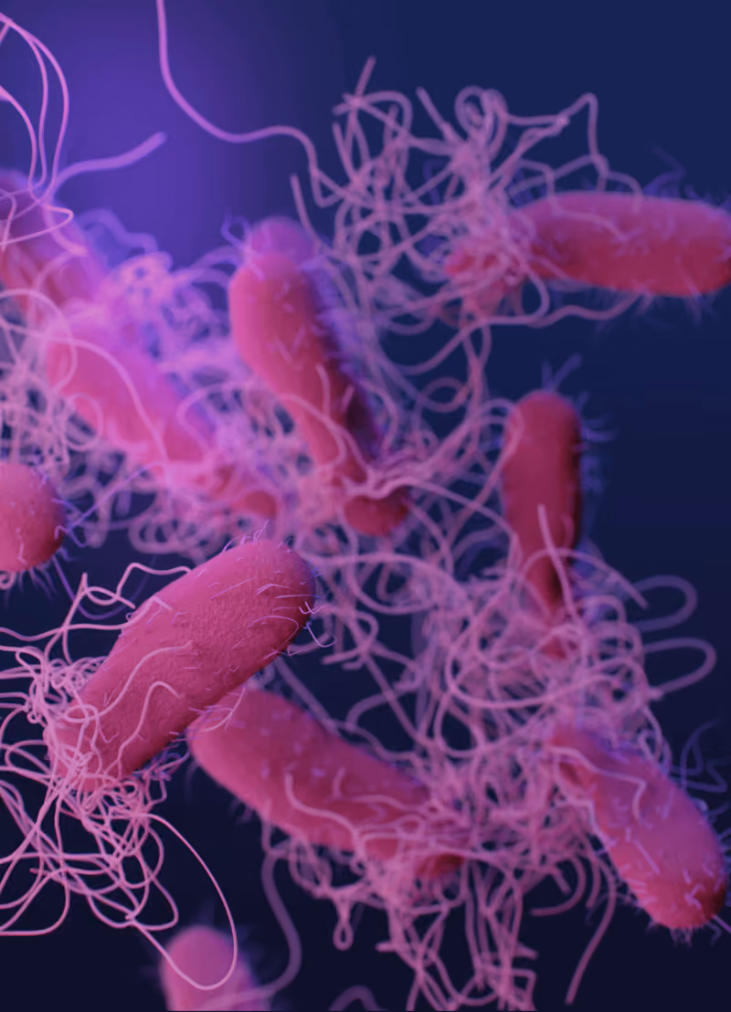 Misselijkheid, overgeven, diarree, buikkrampen, koorts en hoofdpijn. Het zijn de symptomen van een Salmonella-infectie. Je weet wel, die bacterie die je kan krijgen door rauw vlees en eieren te eten. Maar, het kan ook erger... in Afrika bestaat ook een variant die dodelijk kan zijn! Hoe kan dat? En kan die salmonellabacterie ook hier voorkomen? Dat neemt microbiologe prof. dr. Sandra Van Puyvelde van de UAntwerpen onder de loep.
