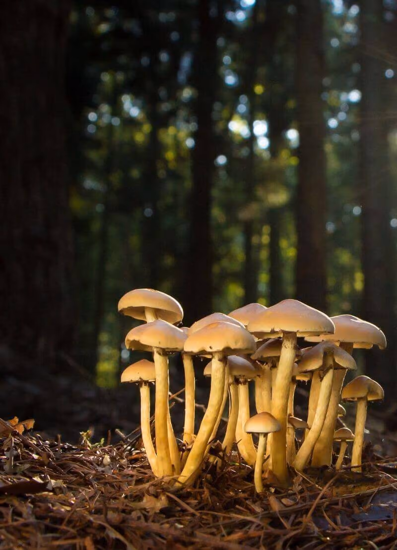 Je hebt ongetwijfeld nog nooit gefantaseerd over het seksleven van paddenstoelen. Daar komt misschien verandering in nadat mycoloog Prof. dr. Mieke Verbeken heeft verteld wat er onder de grond allemaal gebeurt. 