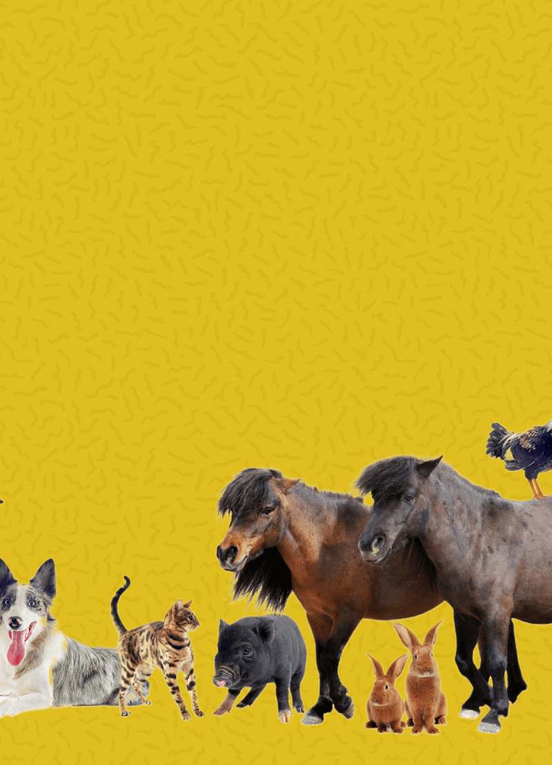 Je denkt misschien dat wetenschappers intussen alle soorten op aarde wel kennen. Wel dat is niet het geval! Taxonoom Tom Artois van UHasselt vertelt hoe hij nog dagelijk in het labo op zoek gaat naar nieuwe soorten. 