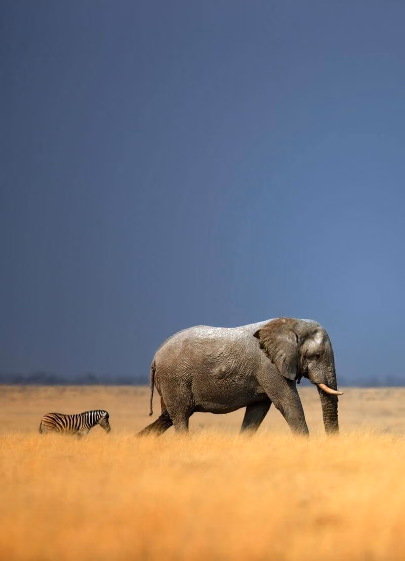 In deze podcast trekken we naar de Afrikaanse savanne. Daar wonen heel wat dieren samen, van leeuwen tot nijlpaarden en zebra's. Maar hun aantallen gaan achteruit en vooral de allergrootste dieren, zoals neushoorns en olifanten, zijn met uitsterven bedreigd. Wat gebeurt er met onze natuur als deze soorten zouden verdwijnen? En waarom speelt hun kak daarbij zo’n belangrijke rol? Ecoloog Judith Sitters (VUB) neemt je mee naar de Afrikaanse savanne en een wereld vol kak om deze vragen te beantwoorden. 