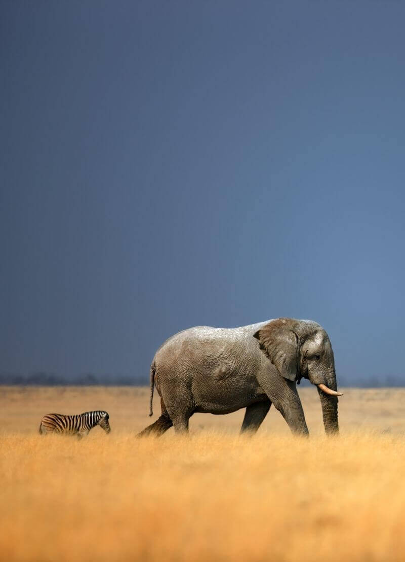 In deze podcast trekken we naar de Afrikaanse savanne. Daar wonen heel wat dieren samen, van leeuwen tot nijlpaarden en zebra's. Maar hun aantallen gaan achteruit en vooral de allergrootste dieren, zoals neushoorns en olifanten, zijn met uitsterven bedreigd. Wat gebeurt er met onze natuur als deze soorten zouden verdwijnen? En waarom speelt hun kak daarbij zo’n belangrijke rol? Ecoloog Judith Sitters (VUB) neemt je mee naar de Afrikaanse savanne en een wereld vol kak om deze vragen te beantwoorden. 