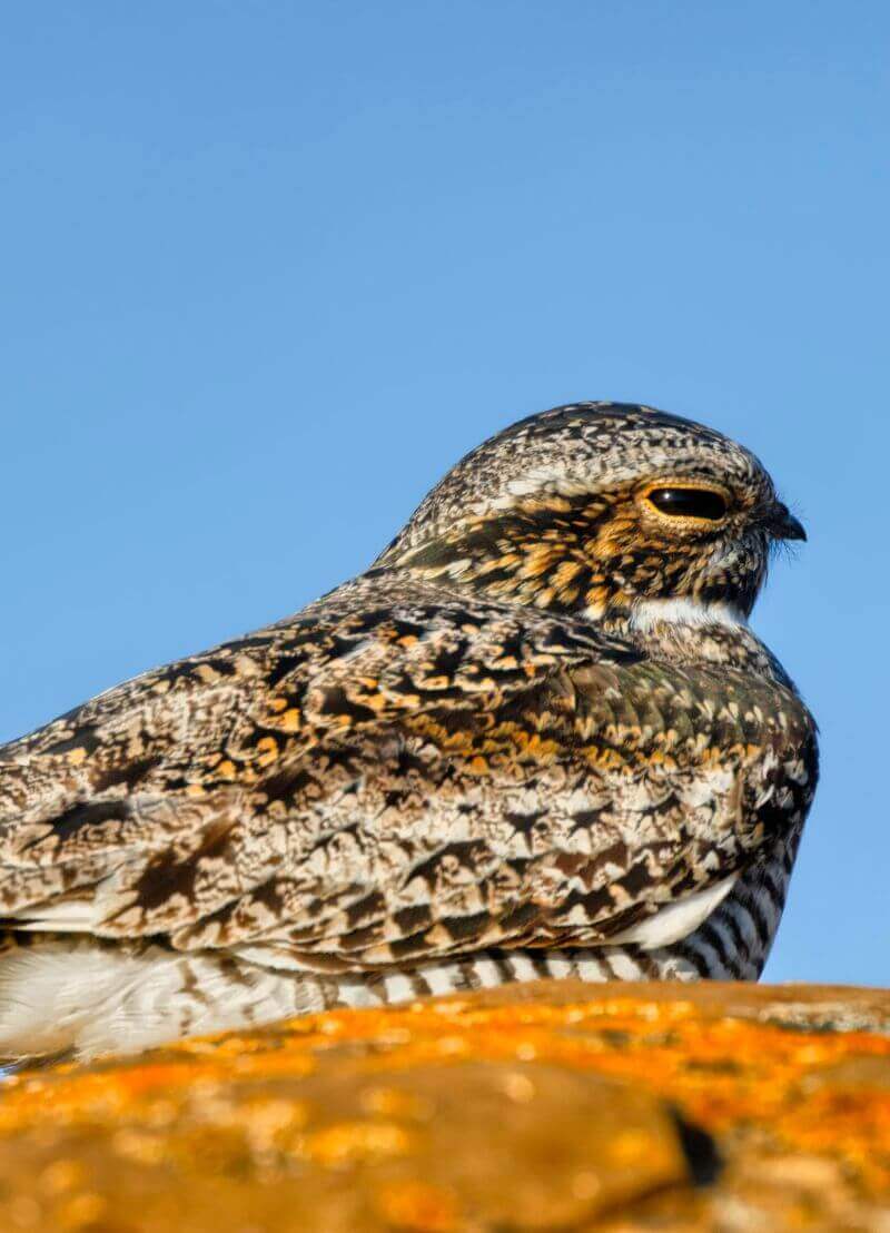 Trekvogels vliegen tijdens de koudere maanden naar warmere oorden. En dat doen ze niet lukraak. Ze maken gebruik van hun omgeving, letten op het weer, hebben hele vliegstrategieën om zo optimaal mogelijk op hun bestemming te komen. We kijken samen met onderzoeker drs. Michiel Lathouwers van UHasselt naar de nachtzwaluw. 