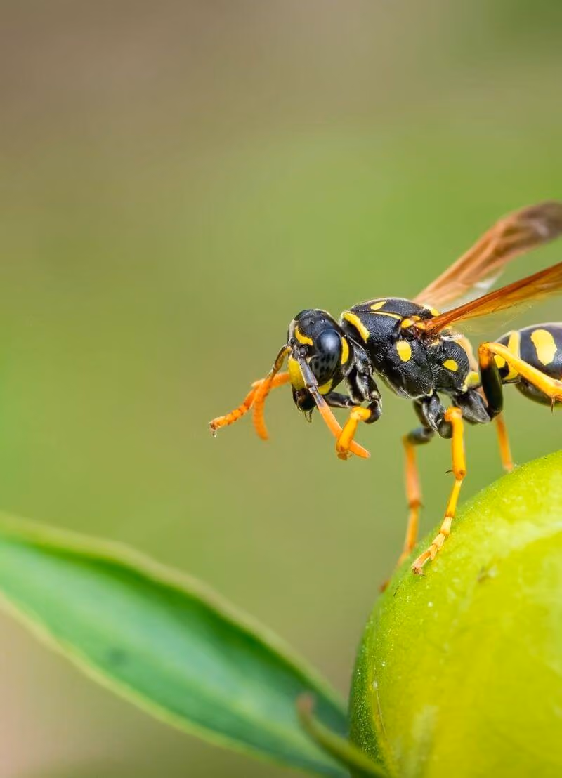 Het gaat niet goed met de biodiversiteit. Aan een sneltempo dalen het aantal planten- en diersoorten, en ook heel wat schimmels en bacteriën verdwijnen. Maar is dat eigenlijk erg? Maakt een soort meer of minder echt uit? Babette Muyshondt is biologe en doet aan de Univeristeit van Antwerpen onderzoek naar de soorten bacteriën die op één plant leven en wat er gebeurt als die plots zouden wegvallen. Of wat als de olifanten verdwijnen? Of muggen, wespen of bijen? Wat als alle wespen zouden uitsterven?