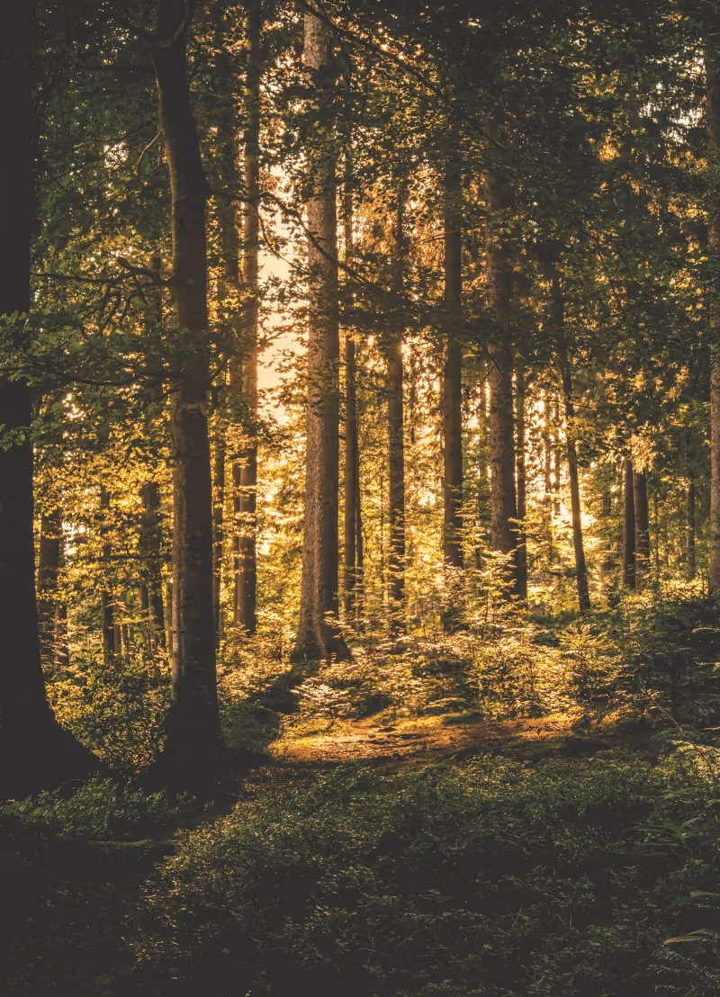 Een goeie boswandeling van tijd tot tijd kan deugd doen. Maar heeft zo'n tochtje in het groen meer voordelen dan enkel een frisse neus? Dan zou je huisdokter je wel eens zo'n wandeling kunnen voorschrijven tegen stress, depressie of hart- en vaatziekten. Of dat meer dan fictie is, vroegen wij aan epidemiologe Michelle Plusquin.