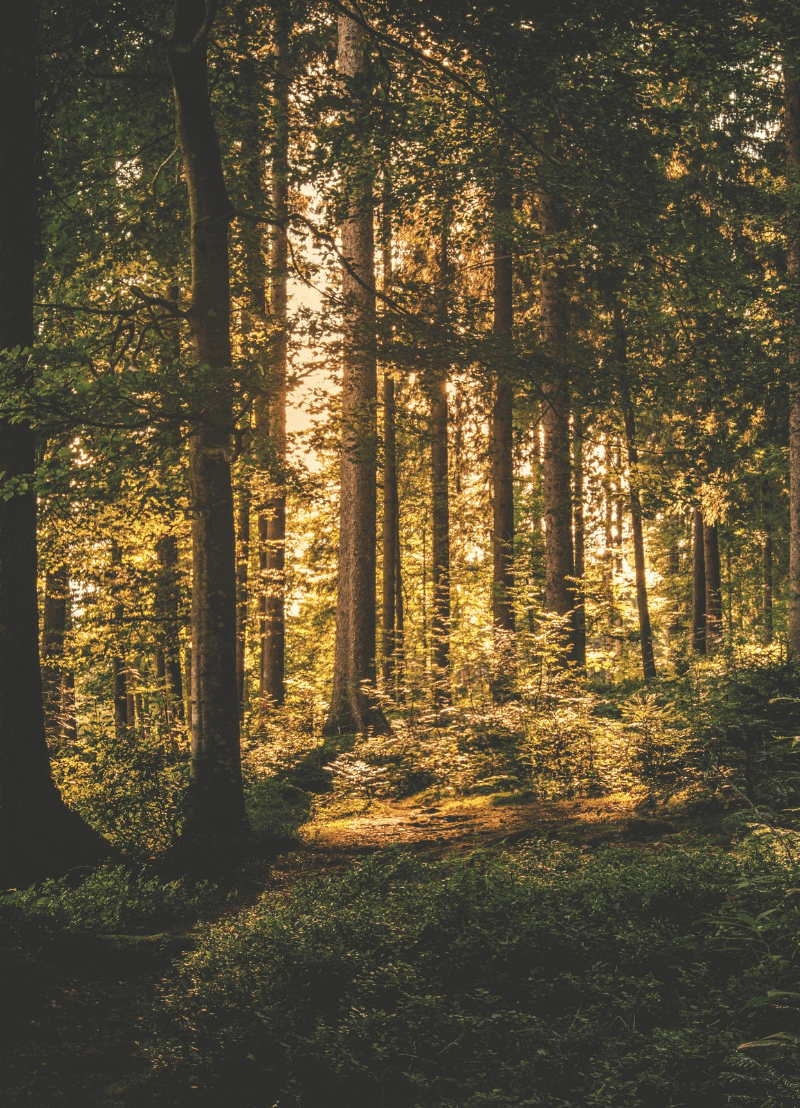 Een goeie boswandeling van tijd tot tijd kan deugd doen. Maar heeft zo'n tochtje in het groen meer voordelen dan enkel een frisse neus? Dan zou je huisdokter je wel eens zo'n wandeling kunnen voorschrijven tegen stress, depressie of hart- en vaatziekten. Of dat meer dan fictie is, vroegen wij aan epidemiologe Michelle Plusquin.