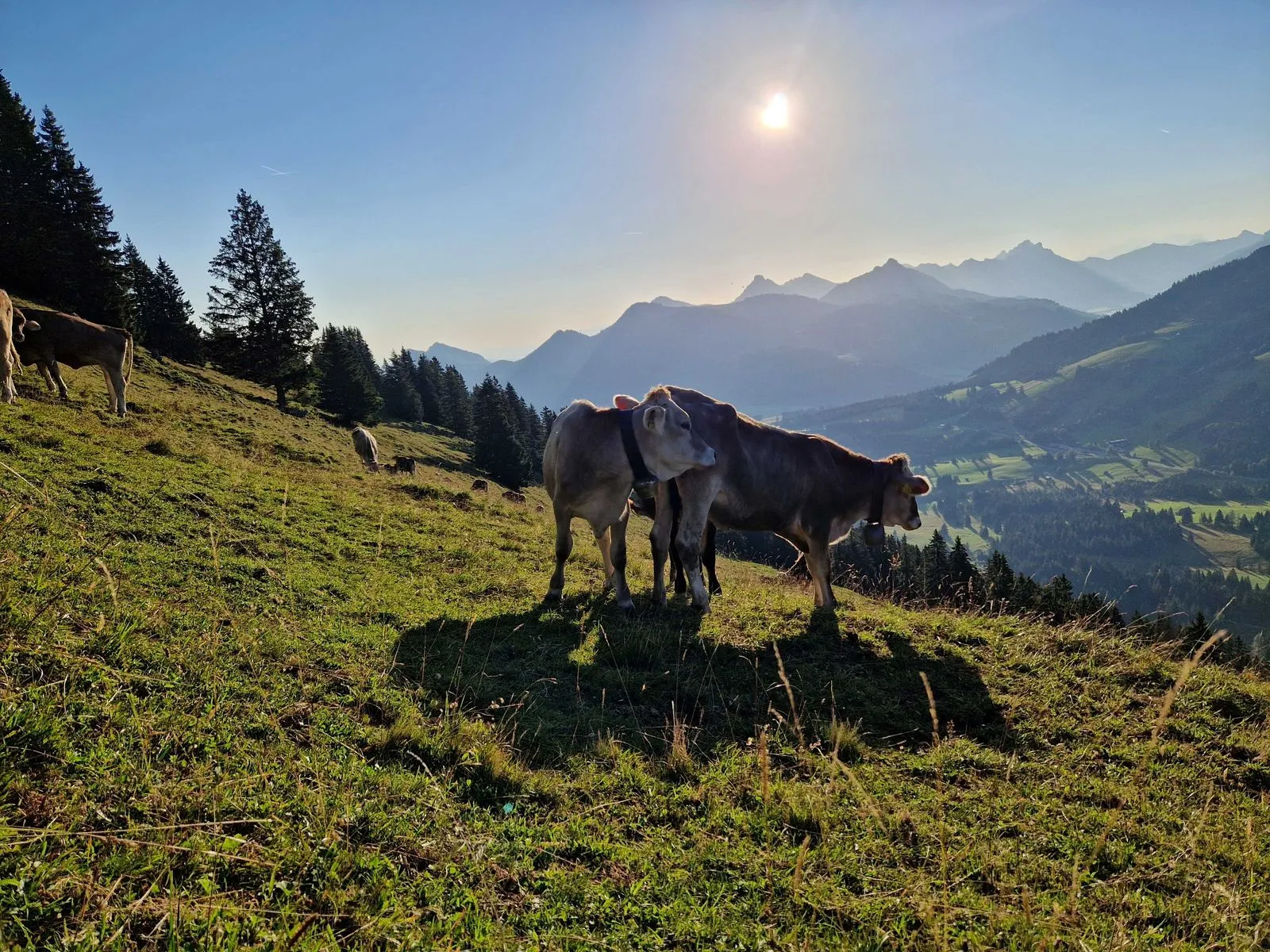Sonnenaufgang im Allgäu - Natur genießen