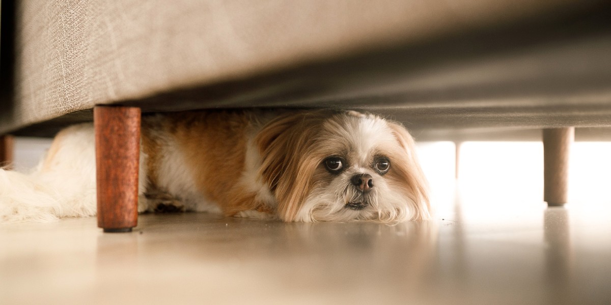 Me & My Shame Gremlin