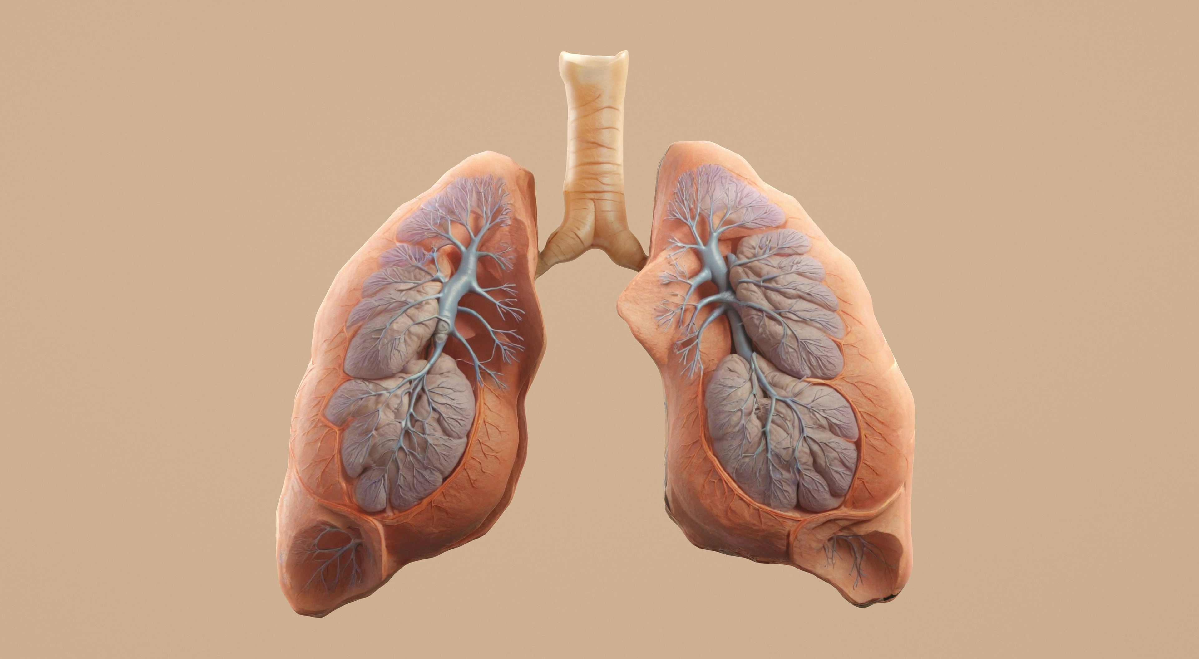 example of lungs and their role in stutter breathing anxiety