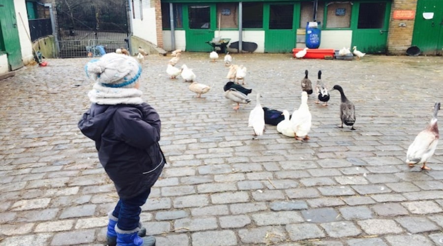 Kid looking at the ducks