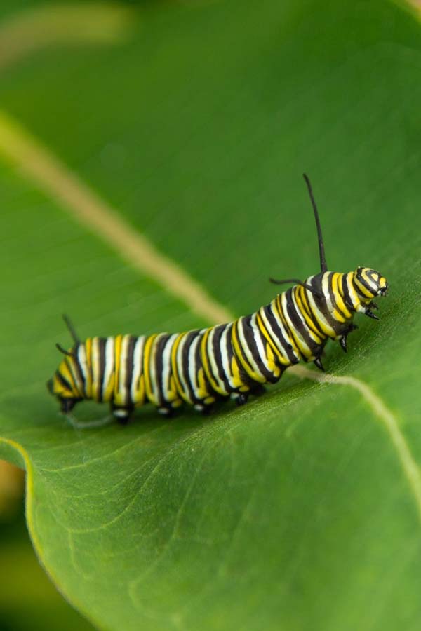 A very hungry caterpillar in real life