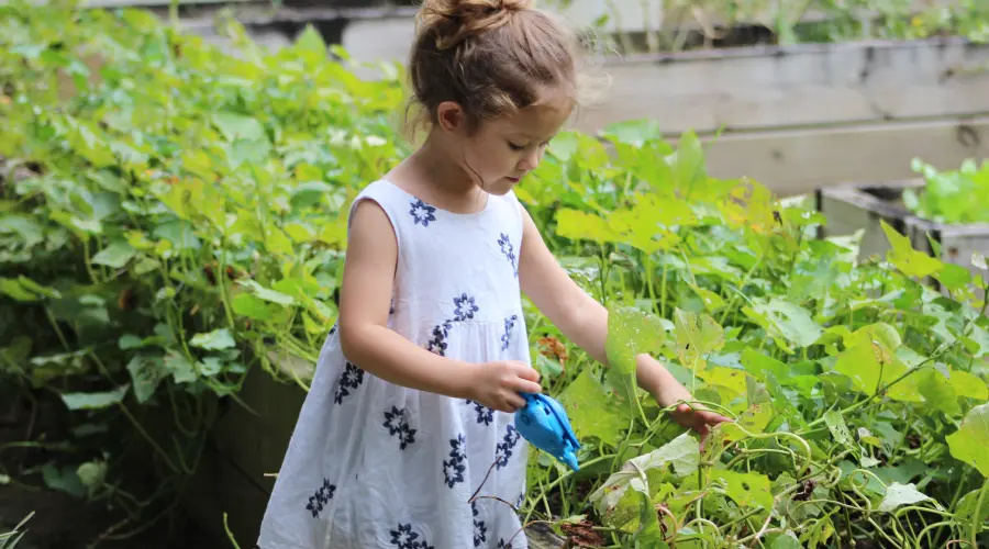 A preschooler uses a smal tool to explore the plants in their nursery garden