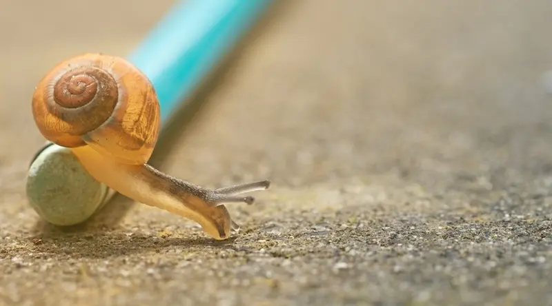 Close up of a snail