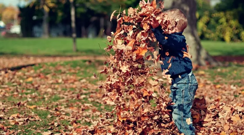 Boy playing by throwing leaves in the air