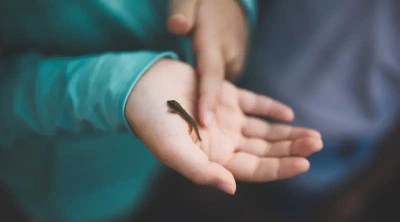 Child hand holding a little lizard
