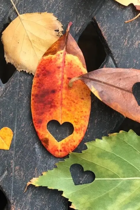 Autumn leaves on the ground