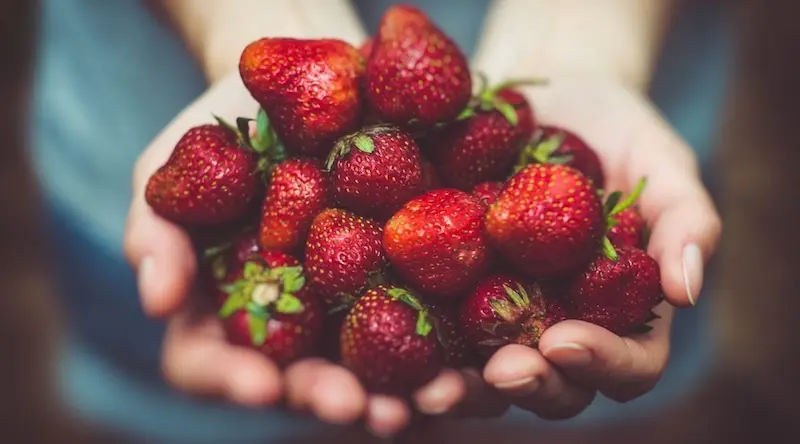 Hands holding strawberries