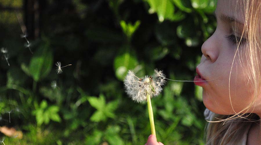 Girl blowing white dandelion