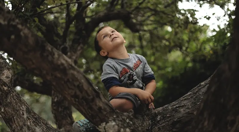 Child in a grey shirt sitting on a tree branch.