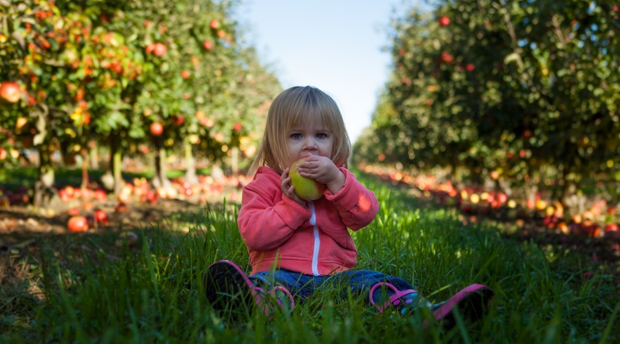 A toddler eats an apple in a nursery garden